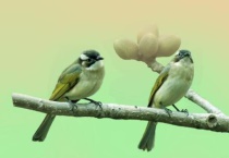 白头翁是保护动物吗？