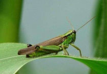 什么动物可以消灭蝗虫