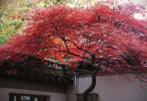 红枫象征什么？