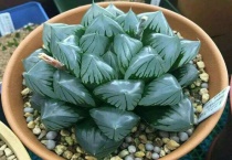 玉露为什么往上长