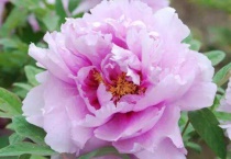 牡丹花苞干瘪不长是什么原因？