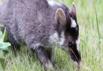 果子狸的生活习性 果子狸的形态特征