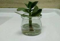 玉树嫁接长寿花坏处