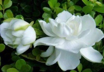 栀子花枯萎了怎么救活