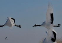 丹顶鹤的生活习性 丹顶鹤的外形特征