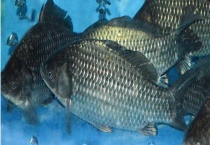 鲫鱼放自来水能养几天？附水质要求