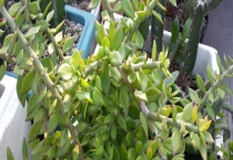 叶仙该怎么养殖 有哪些注意事项