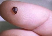 褥虫和床虱什么区别？？