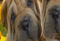 沙皮狗好饲养吗？沙皮狗的性格特征