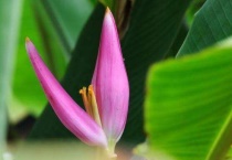 植物花朵的四个作用