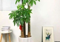 发财树的修剪方法 发财树的生长习性