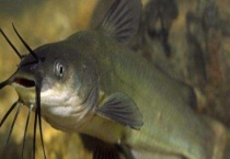 鲶鱼吃什么食物？附其摄食规律