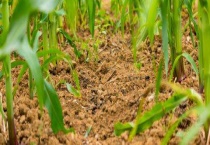 玉米籽去年的可以种吗？