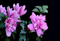 木槿花枯萎了怎么办？