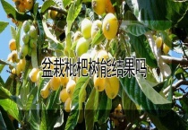 盆栽枇杷树能结果吗？