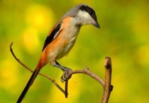 养伯劳鸟犯法吗？