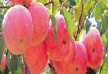 响富苹果简介 附形态特征