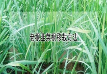 老根韭菜根移栽多久？