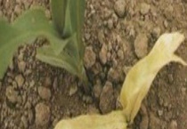 玉米苗枯病的防治方法 玉米苗枯病的危害特征