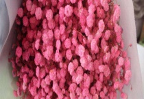 满天星干花能保持多久？