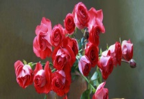 红玫花是什么？