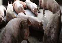 非洲猪瘟前期有哪些症状表现 其发病机理是怎样的