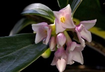 金边瑞香上盆后掉叶怎么办？