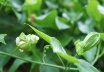 百香果花苞还小就发黄什么原因？