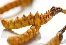 冬虫夏草种植技术多久？