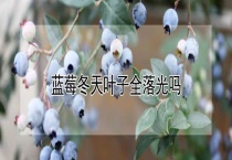 蓝莓冬天叶子全落光吗？