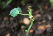 米兰干枯还能救活吗？