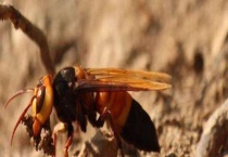 地雷蜂 附详细介绍