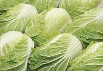 大白菜株距和行距各为多少？