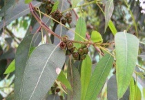 蓝桉树什么寓意