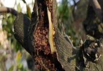 蛀心虫的防治方法 可用哪些农药