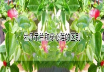 牡丹吊兰和穿心莲的区别？