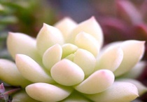 多肉发霉是什么原因？