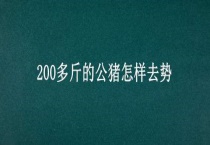 200多斤的公猪怎样去势