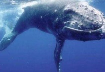 座头鲸如何喷水