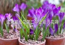 盆栽藏红花第二年还能开花吗？
