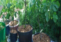 盆栽的修剪方法有哪些 这六种方法不可不知