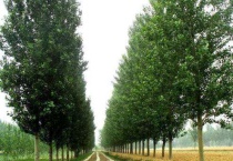 栽杨树为什么要剪头