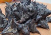 菱角能和鱼一起养吗？