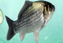 河里钓鲫鱼用什么饵料好 注意事项有哪些？