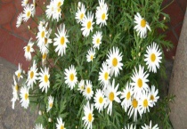 小雏菊可以送人吗？