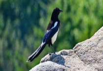 小喜鹊是如何过冬的 喜鹊进家里是吉是凶