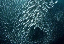 沙丁鱼和金枪鱼的区别？ 沙丁鱼和金枪鱼属于什么科属