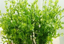 新鲜尤加利叶怎么保存