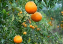 苹果树清园打什么药