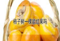 柿子树一棵能结果吗？